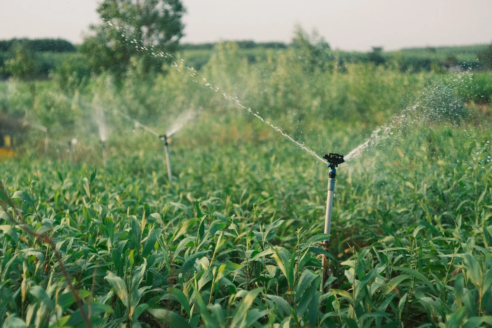How to Spot Uneven Irrigation Coverage